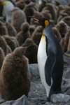 King Penguin and Chick