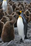 King Penguin and Chick