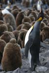 King Penguin and Chick