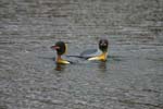 King Penguins