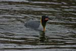 King Penguin