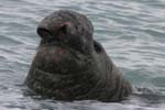 Elephant Seal Bull