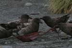 Skuas Feeding