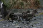 Skuas Feeding