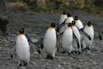 King Penguins