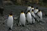 King Penguins