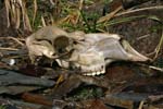 Elephant Seal Skull