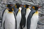 King Penguins