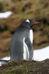 Gentoo Penguin