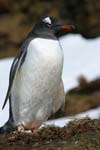 Gentoo Penguin