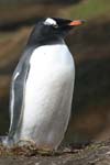 Gentoo Penguin