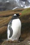 Gentoo Penguin