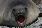 Elephant Seal