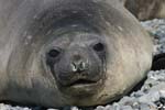 Elephant Seal