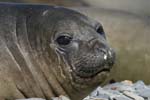 Elephant Seal