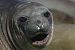 Elephant Seal