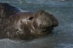 Elephant Seal Bull