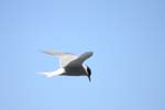 Antarctic Tern