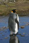 King Penguin