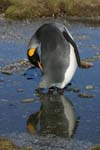 King Penguin