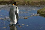 King Penguin