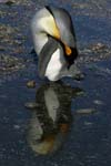 King Penguin