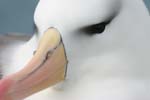 Black-Browed Albatross