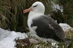 Black-Browed Albatross