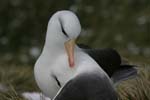 Black-Browed Albatross