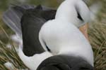 Black-Browed Albatross