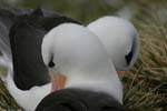 Black-Browed Albatross