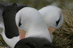 Black-Browed Albatross