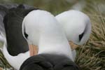 Black-Browed Albatross