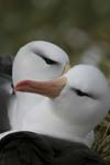 Black-Browed Albatross