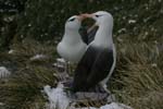 Black-Browed Albatross