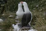 Black-Browed Albatross