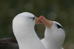 Black-Browed Albatross