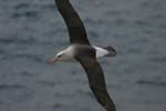 Black-Browed Albatross