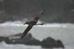 Grey-Headed Albatross