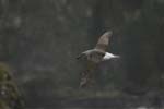 Grey-Headed Albatross