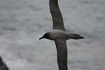 Light-Mantled Sooty Albatross