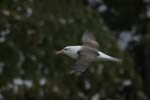 Black-Browed Albatross