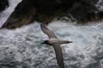 Light-Mantled Sooty Albatross