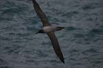 Light-Mantled Sooty Albatross