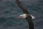 Black-Browed Albatross