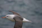 Black-Browed Albatross