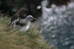 Grey-Headed Albatross