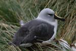 Grey-Headed Albatross