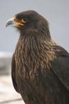 Striated Caracaras