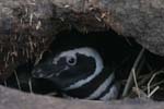 Magellanic Penguin in Burrow